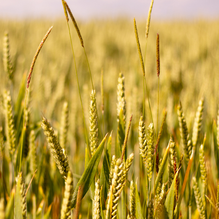 Field of Wheat